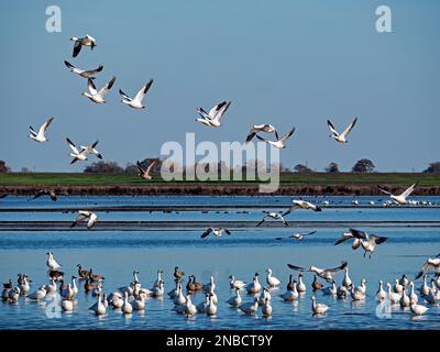 Staten Island Preserve, Thornton, Kalifornien Stockfoto