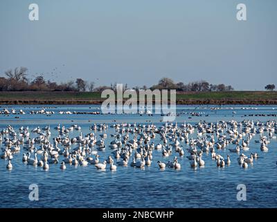 Staten Island Preserve, Thornton, Kalifornien Stockfoto