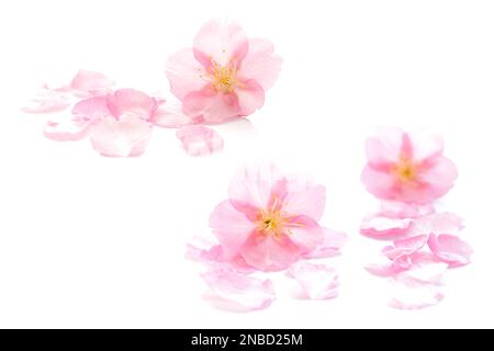 Japanische rosafarbene Kirschblüte, Blütenblätter, rein weißer Hintergrund, abstraktes Frühlingsfotografieset Stockfoto