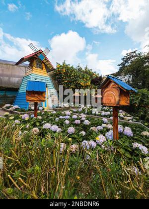 Rosa, Blau, Lila, Violett, lila Blume der Hortensien, Blühen im Frühling und Sommer in einem Garten. Hortensien-Hortensien-Fluss Stockfoto