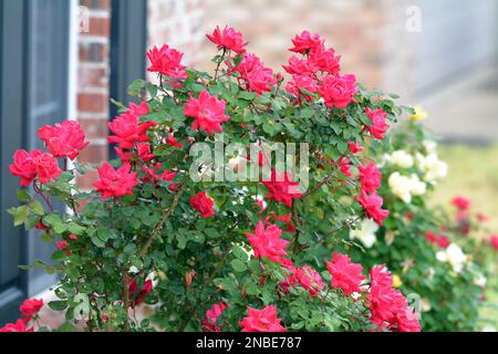 Elegante, hübsche, duftende rote Rosen Stockfoto