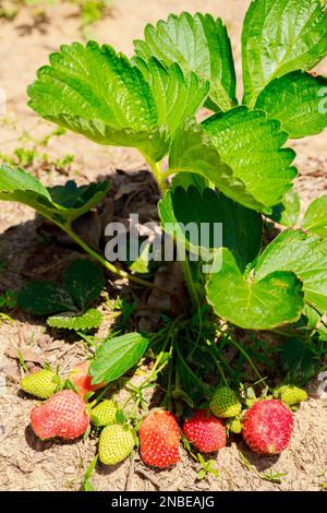 Im Garten wachsende Erdbeerpflanzen sind reif und frisch. Stockfoto