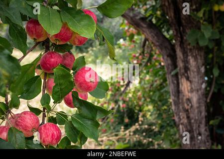 Rote Äpfel wachsen auf einem Ast zwischen dem grünen Laub auf dem Apfelbaum Stockfoto