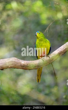 Orangenbäuche Papageien (Neophema Chrysogaster) sind kritisch gefährdet. Sie vermehren sich in Tasmanien und wandern dann über die Bass Strait, um sich in Victoria zu ernähren. Stockfoto