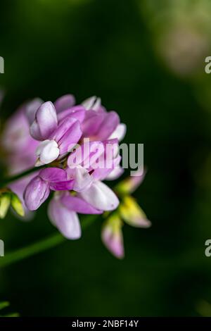 Im Wald wachsende Sortenblume der Securigera, aus nächster Nähe Stockfoto