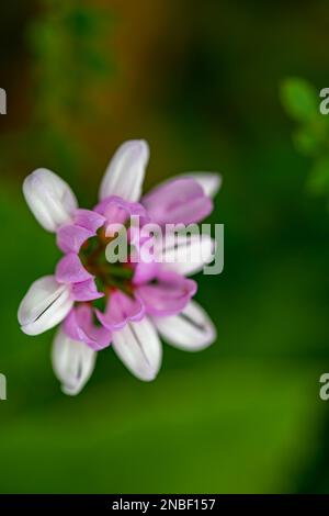 Im Wald wachsende Sortenblume der Securigera, aus nächster Nähe Stockfoto