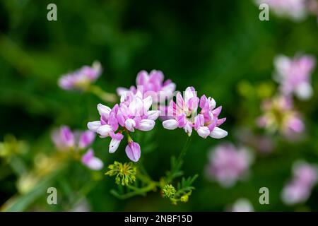 Im Wald wachsende Sortenblume der Securigera, aus nächster Nähe Stockfoto