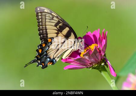 Papilio glaucus östlicher Tigerschwalbenschwanz-Schmetterling auf Zinnienblüte Stockfoto