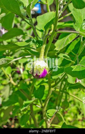 Die violetten und kugelförmigen indischen Auberginen, auch als Baby-Auberginen bekannt, sind für ihr kleines, rundes Aussehen und ihre zarte Textur bekannt. Stockfoto