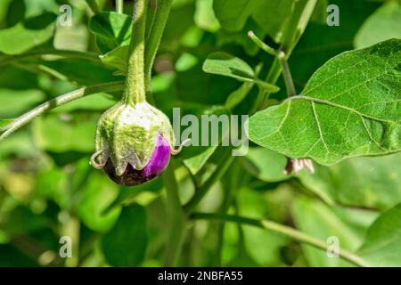 Die violetten und kugelförmigen indischen Auberginen, auch als Baby-Auberginen bekannt, sind für ihr kleines, rundes Aussehen und ihre zarte Textur bekannt. Stockfoto