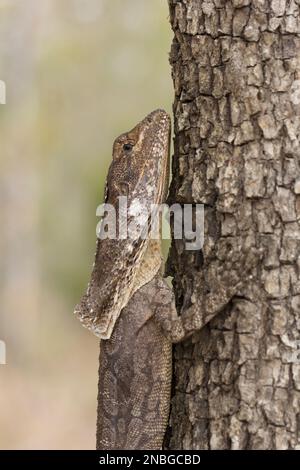 Frilled Lizard (Chlamydosaurus kingii) Bundaberg Australien Stockfoto