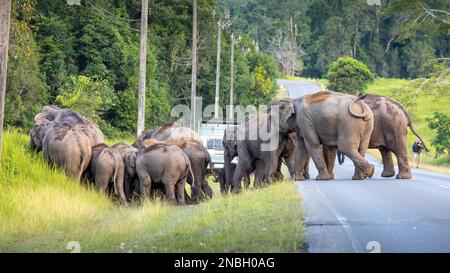 Wilde Elefanten, die vom grünen Grasfeld spazieren und die ländliche Straße im tropischen Regenwald überqueren, mit Touristen, die im Khao yai Nationalpark, Tha, beobachtet werden Stockfoto