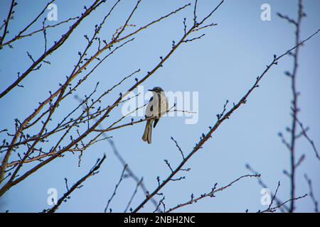 Weißbauch-Rothaut, Weißbauch-Rothaut (Hodgsonius phaenicuroides) wunderschöner blauer Vogel isoliert auf weißem Hintergrund Stockfoto