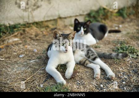 Schwarz-weiß und grau-schwarze Katze liegen zusammen. Stockfoto