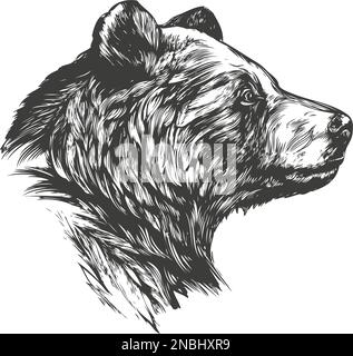 Tierbär, Tierwelt, handgezeichnete Vektorzeichnung. Stock Vektor