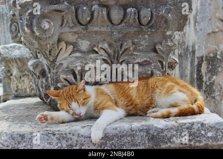 Weiß-orangefarbene Katze, die sich auf einer Ruine in der Türkei kühlt. Stockfoto
