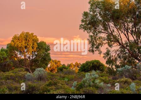 Sonnenuntergang australische Naturlandschaft nahe Cervantes in Westaustralien mit Bäumen und verschiedenen blühenden Sträuchern im warmen Licht der untergehenden Sonne Stockfoto