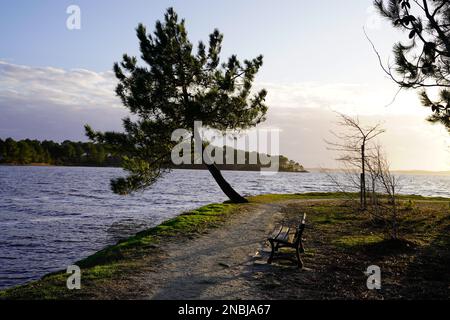 Hourtin Sandstrand Holzkiefer in Lake Carcans in gironde Frankreich Stockfoto