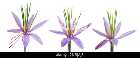 Safranblumen isoliert auf weißem Hintergrund Stockfoto