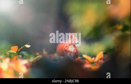 Eichhörnchen im Herbst Park Sonnenschein mit Herbstfarben, das beste Foto. Stockfoto