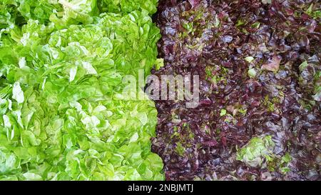 Frischer gemischter Salat Feld Grüns Detailansicht Blocklagerung Stockfoto