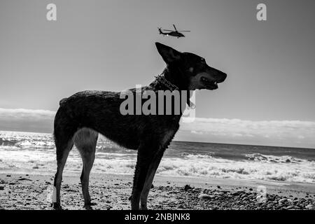 Dana Point, Kalifornien, USA. 13. Februar 2023. Ein militärischer Hubschrauber fliegt über den Pazifik, mit einem australischen Hirten, spaziert am Dana Point Beach. (Kreditbild: © Chris Rusanowsky/ZUMA Press Wire) NUR REDAKTIONELLE VERWENDUNG! Nicht für den kommerziellen GEBRAUCH! Stockfoto