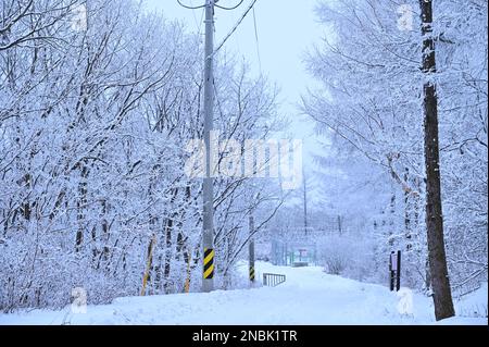 Ein wunderschöner Waldweg, weiß mit Schnee Stockfoto