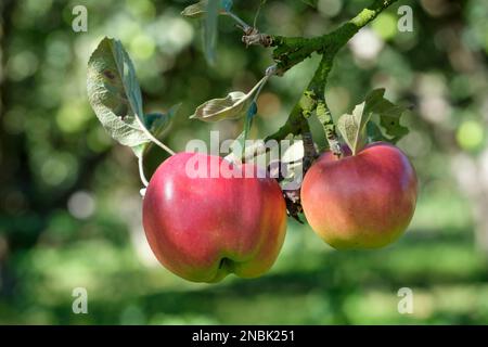 Malus domestica Hollandbury, Apple Hollandbury, Äpfel wachsen in einem englischen Obstgarten Stockfoto