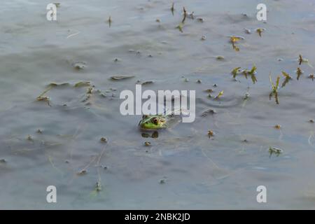 Ein grüner Frosch, Lithobates Clamitans, ruht auf einem Kameo in der Nähe eines Teiches. Stockfoto