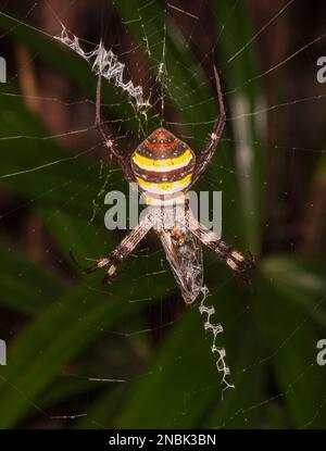 Nahaufnahme einer St. Andrew's Cross Spider mit Beute (Argiope keyserlingi) im Netz, Far North Queensland, FNQ, QLD, Australien Stockfoto