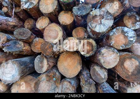 Nahaufnahme eines Stapels von Baumstämmen im Wald während des Tages Stockfoto