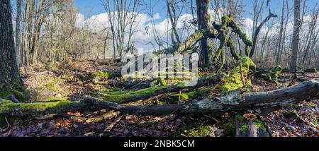 Saftig grüne moosige Baumstämme mit gelb leuchtenden Baumpilzen in einem Wald tagsüber Stockfoto