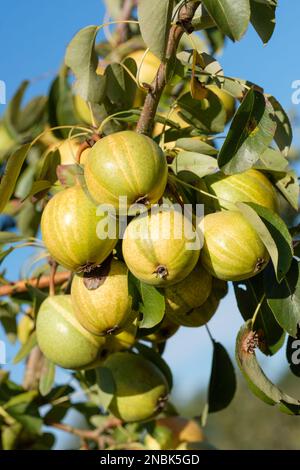 Pyrus communis Pysanka, Humbug, Stripy, Birnenbaum, mit dicken, Grün-gelb gestreifte gehäutete Früchte Stockfoto