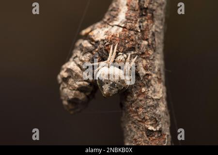 Orb Weberspinne, Eriovixia laglaizei, Satara, Maharashtra, Indien Stockfoto