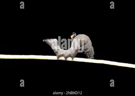 Sphecodina abbottii, oder Abbotts Sphinx, ist eine Motte der Familie Sphingidae, Satara, Maharashtra, Indien Stockfoto