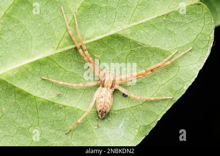 Laufende Krabbenspinne, Philodromus cespitum Satara, Maharashtra, Indien Stockfoto