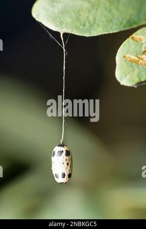 Mottenpupa auf einem Blatt Stockfoto