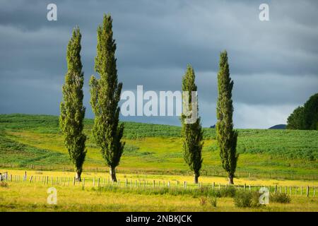 Gruppe von Pappelbäumen auf dem Feld, mit Sturmwolken dahinter, Takapau, Central Hawkes Bay, North Island, Neuseeland Stockfoto