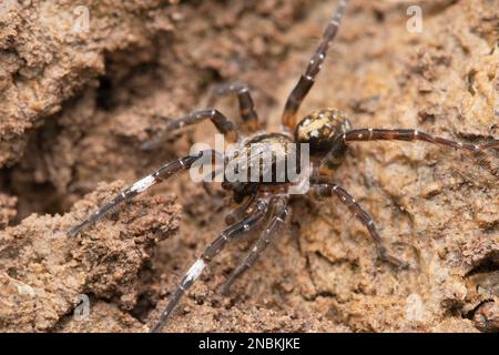Gefleckte Wolfsspinne, Trochosa sp., Satara, Maharashtra, Indien Stockfoto