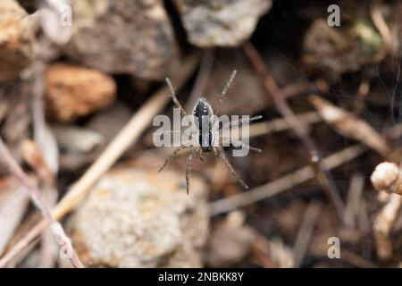 Black Wolf Spider, Trochosa sp, Satara, Maharashtra, Indien Stockfoto