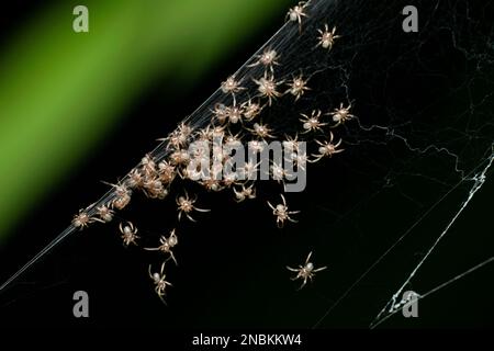 Orb Weaver Spiderlings, Neoscona mukherjee, Pune, Maharashtra Indien Stockfoto