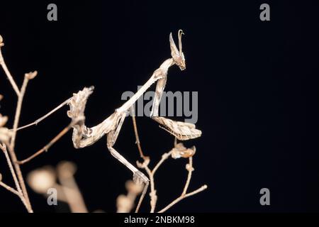 Grassland Violin Mantis, Empusa pennata, Satara, Maharashtra, Indien Stockfoto