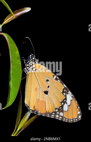 Einfacher Tiger-Schmetterling, Danaus chrysippus, Satara, Maharashtra, Indien Stockfoto