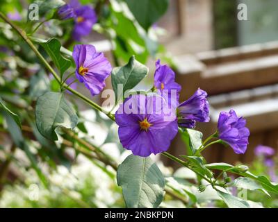 Eine Nahaufnahme blühender Solanum laciniatum-Blüten Stockfoto