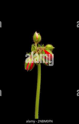 Leuchtend rote blühende Geranium- oder Pelargoniumblumen auf schwarzem Hintergrund. Stockfoto