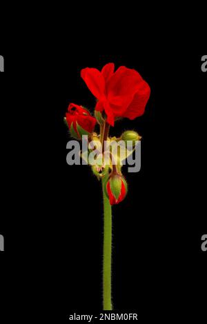 Leuchtend rote blühende Geranium- oder Pelargoniumblumen auf schwarzem Hintergrund. Stockfoto