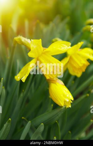 Blühende Narzisse im Frühlingsgarten. Wiese gefüllt mit gelben Narzissen im Sonnenlicht. Selektiver Fokus. Stockfoto