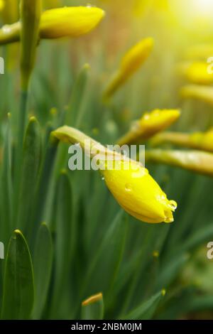 Blühende Narzisse im Frühlingsgarten. Wiese gefüllt mit gelben Narzissen im Sonnenlicht. Selektiver Fokus. Stockfoto