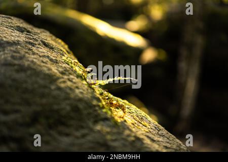 Eine Nahaufnahme von Pflanzen, die auf Felsen wachsen Stockfoto