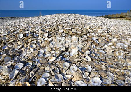 Whitstable, Kent, England, Großbritannien. Ein riesiger Haufen Austernmuscheln am Strand. Whitstable ist berühmt für seine Austern Stockfoto